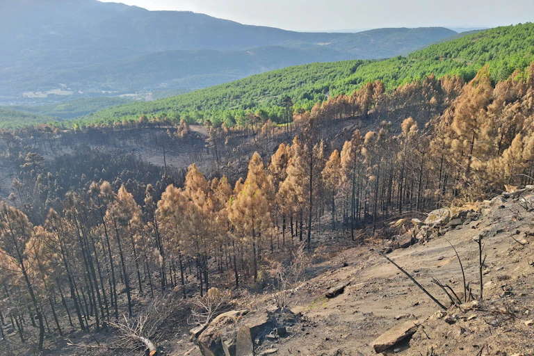 Paisaje en el que se ven pinos quemados y cenizas