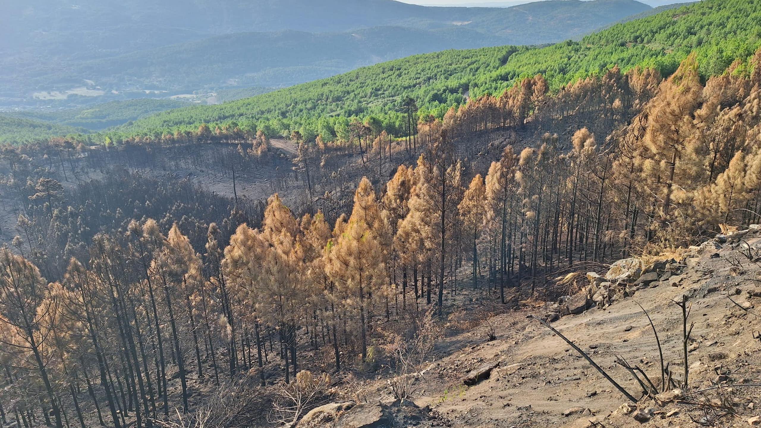 Paisaje en el que se ven pinos quemados y cenizas