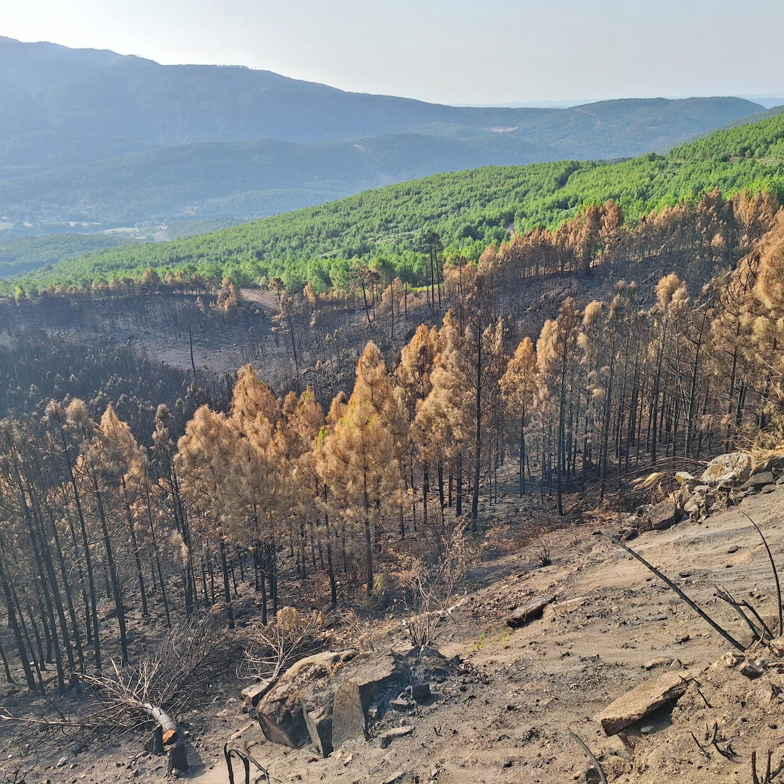 Paisaje en el que se ven pinos quemados y cenizas