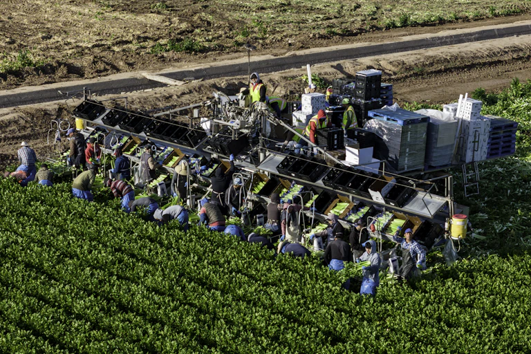 Several farmworkers harvest celery as they stand near a tractor.