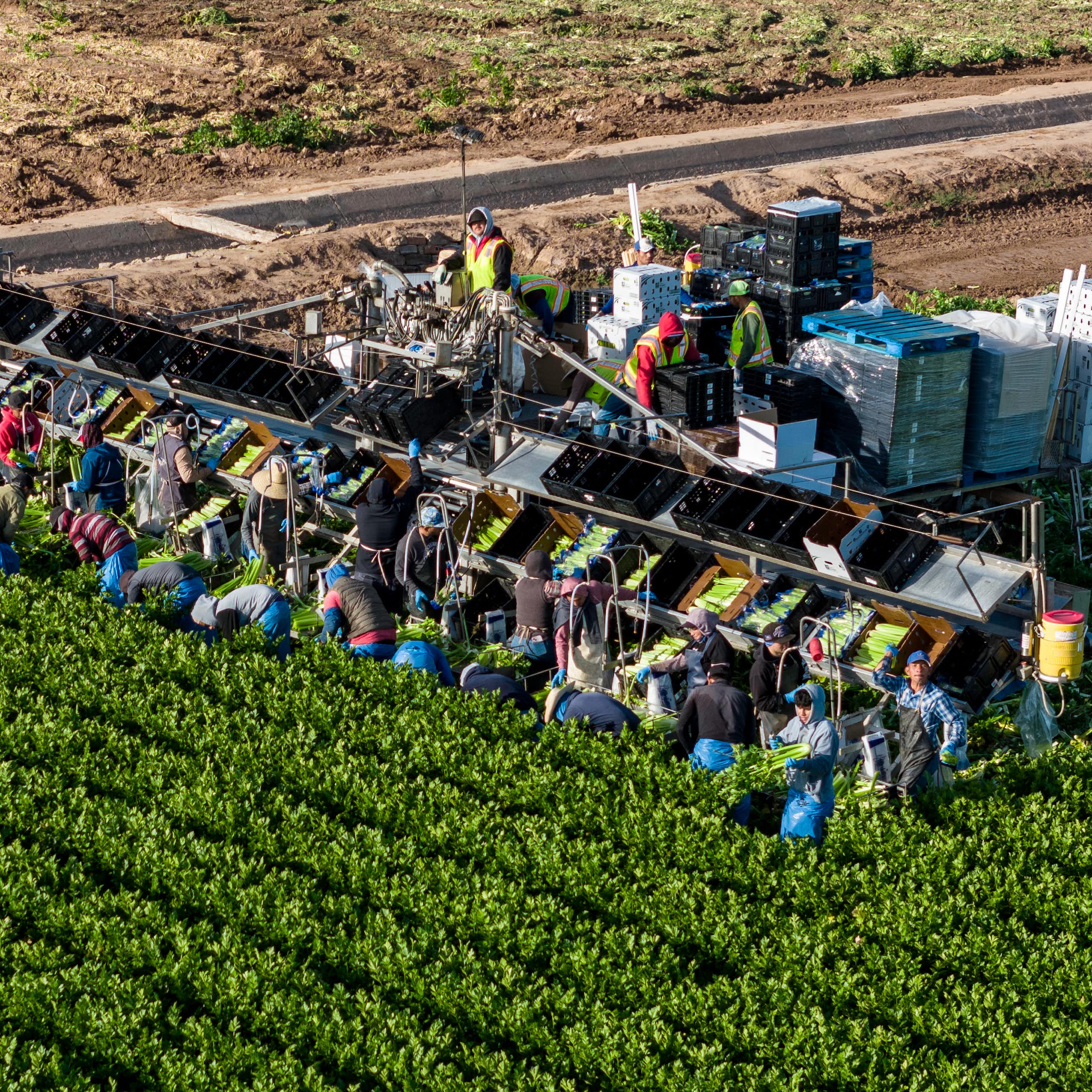 Several farmworkers harvest celery as they stand near a tractor.