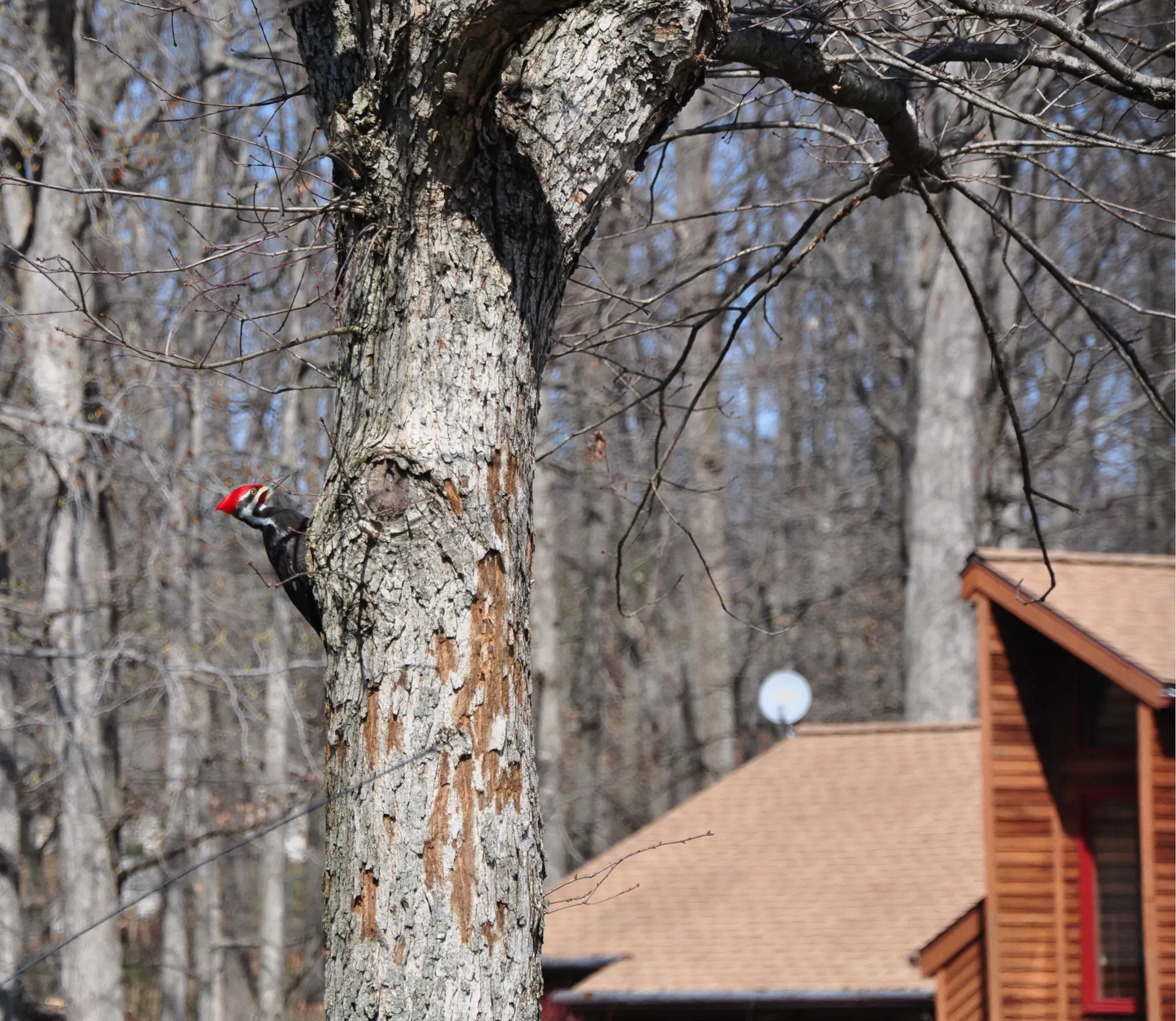Pileated woodpecker on a tree, with house in the background.