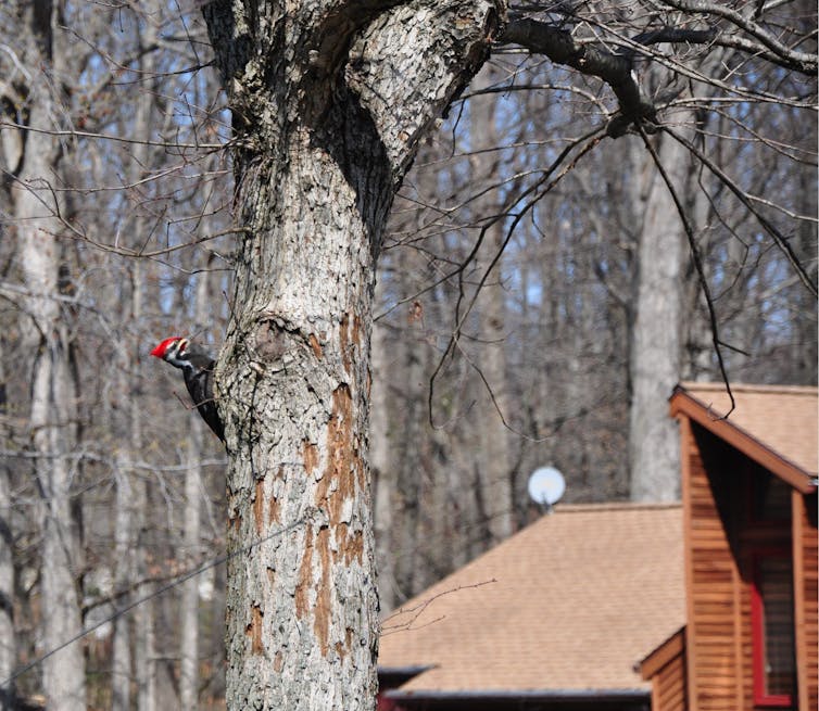 Dreadpecker pilotado en un árbol, con una casa en el fondo.