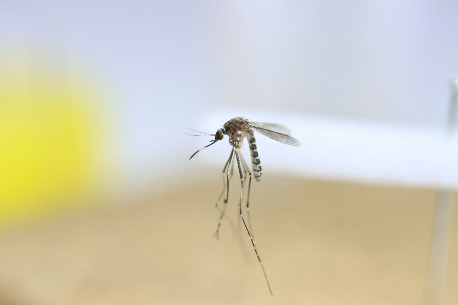 A mosquito in laboratory