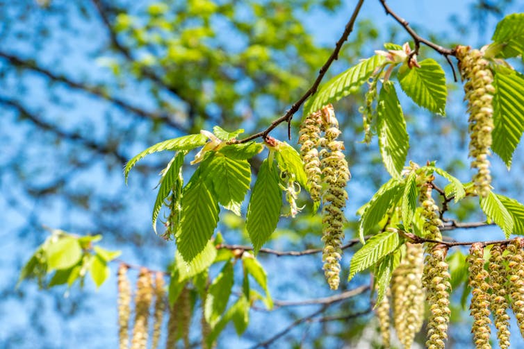 A birch tree with pollen-producing flowers.