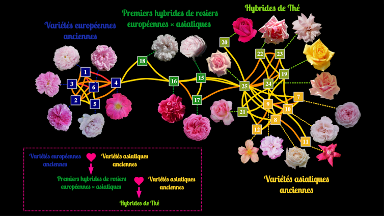 How is the crossing of roses of Jap and West at 19. The century utterly modified our gardens 3 file 20250821 66 1515c7.png?ixlib=rb 4.1