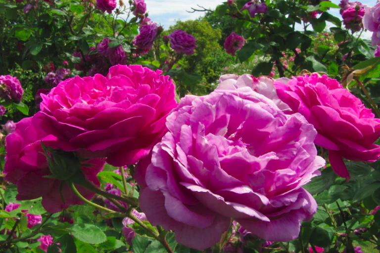 Photographie de la rose appelée La Sirène