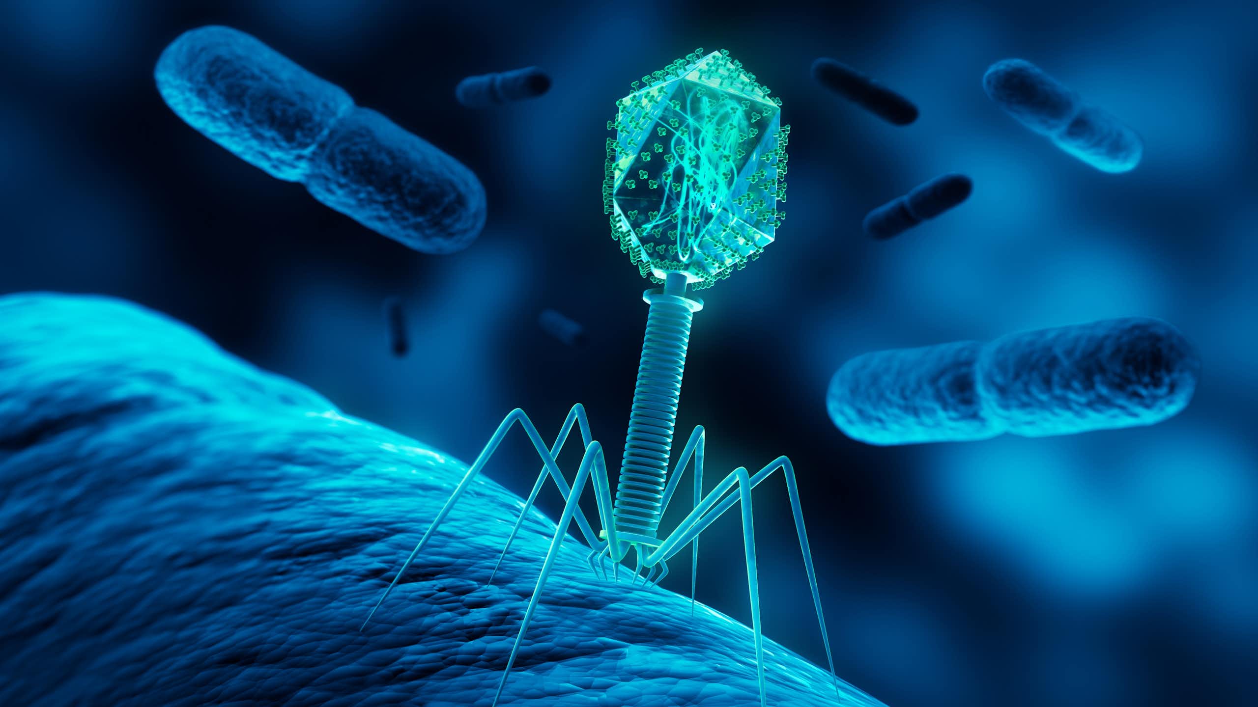 Illustration médicale 3D d’un bactériophage infectant une bactérie.