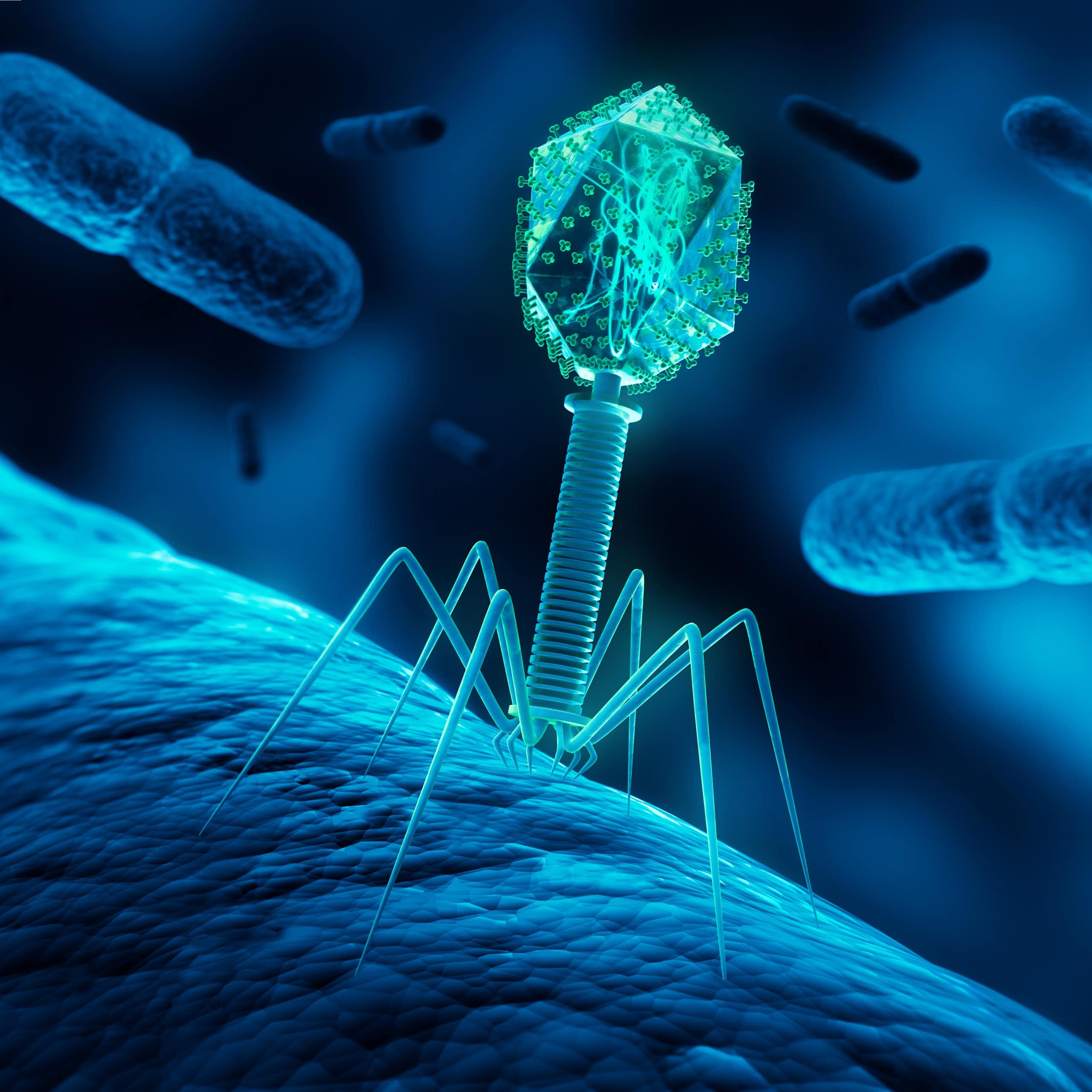 Illustration médicale 3D d’un bactériophage infectant une bactérie.
