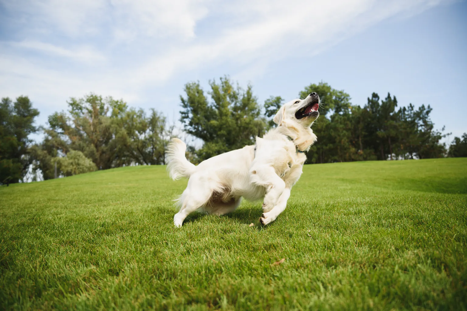 tirzepatide for dogs Pets on skinny jabs? Here's how to help them lose weight naturally tirzepatide for dogs Pets on skinny jabs? Here's how to help them lose weight naturally