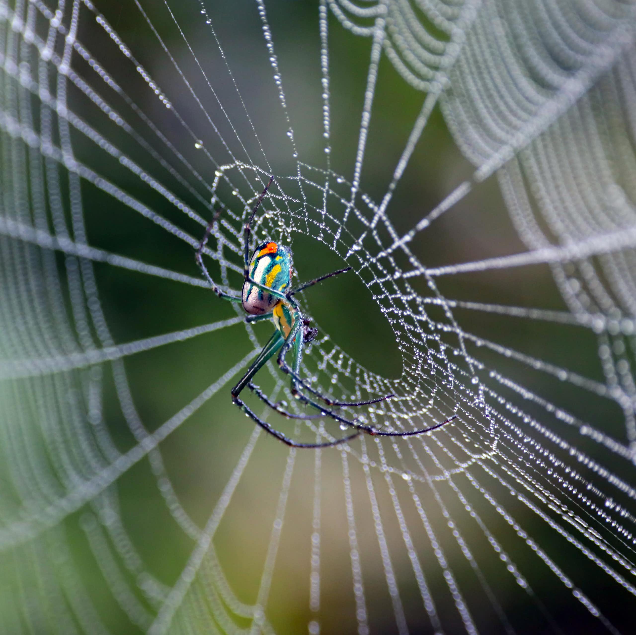 Uma teia de aranha em forma de espiral com uma aranha multicolorida posicionada no centro