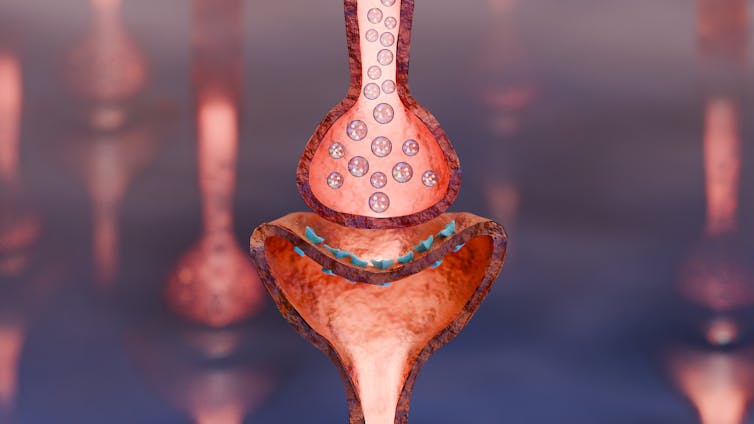A drawing depicting the neuromuscular junction.