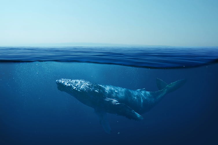 Whale underwater