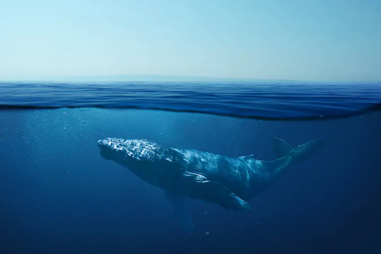 Whale underwater