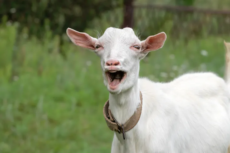 Goat with its mouth open