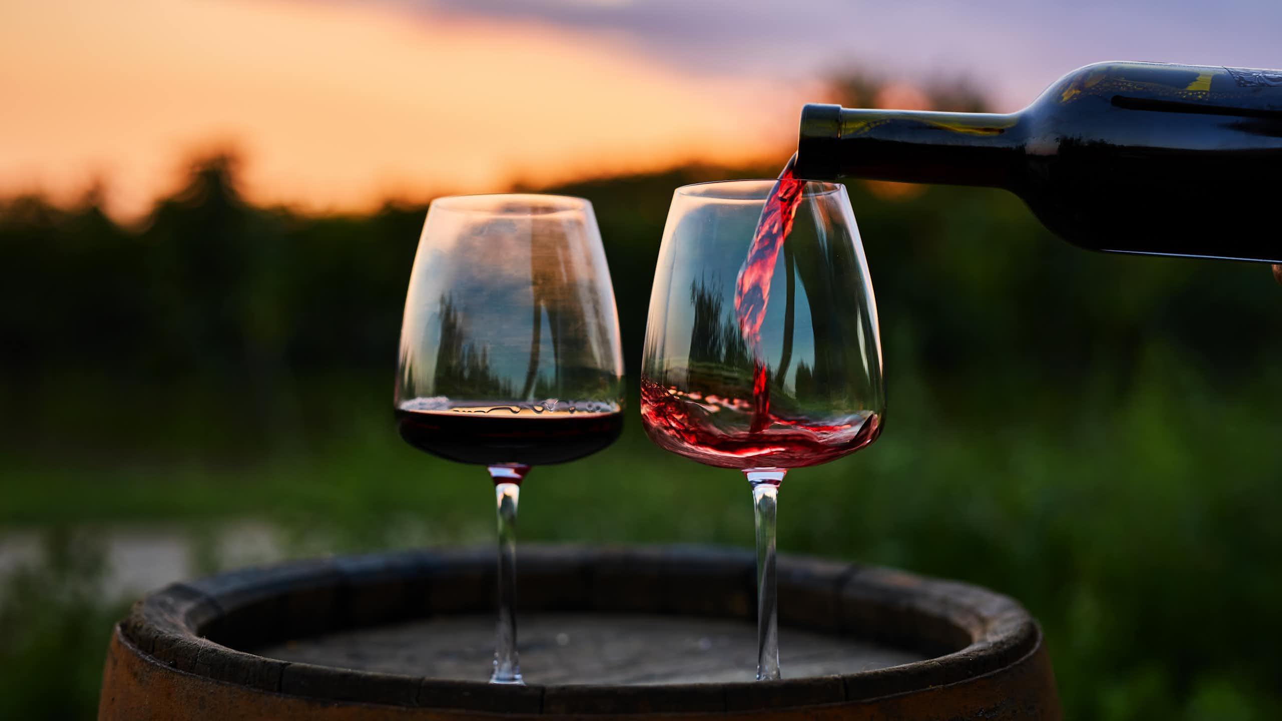 Finding the parents of Cabernet Sauvignon and Chardonnay: how DNA analysis can trace a wine’s genetic origins