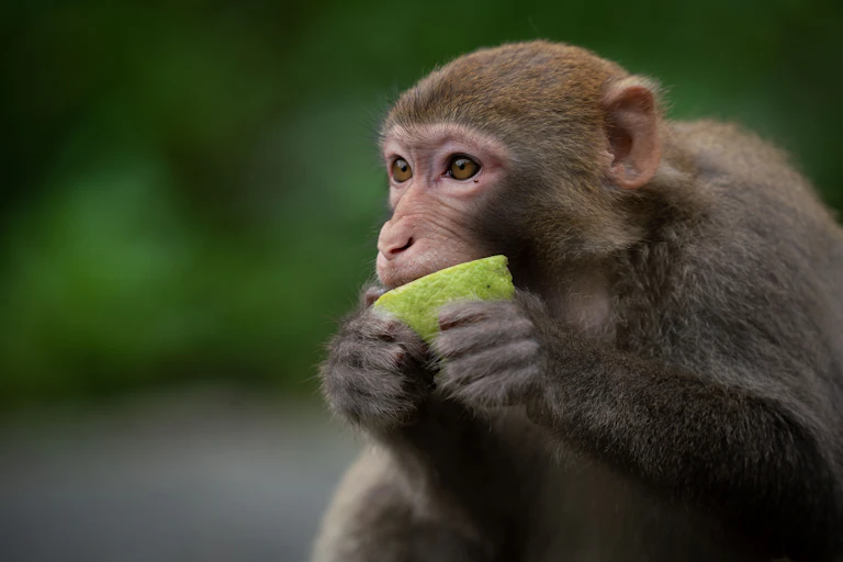 Un singe macaque rhésus en train de consommer un fruit.