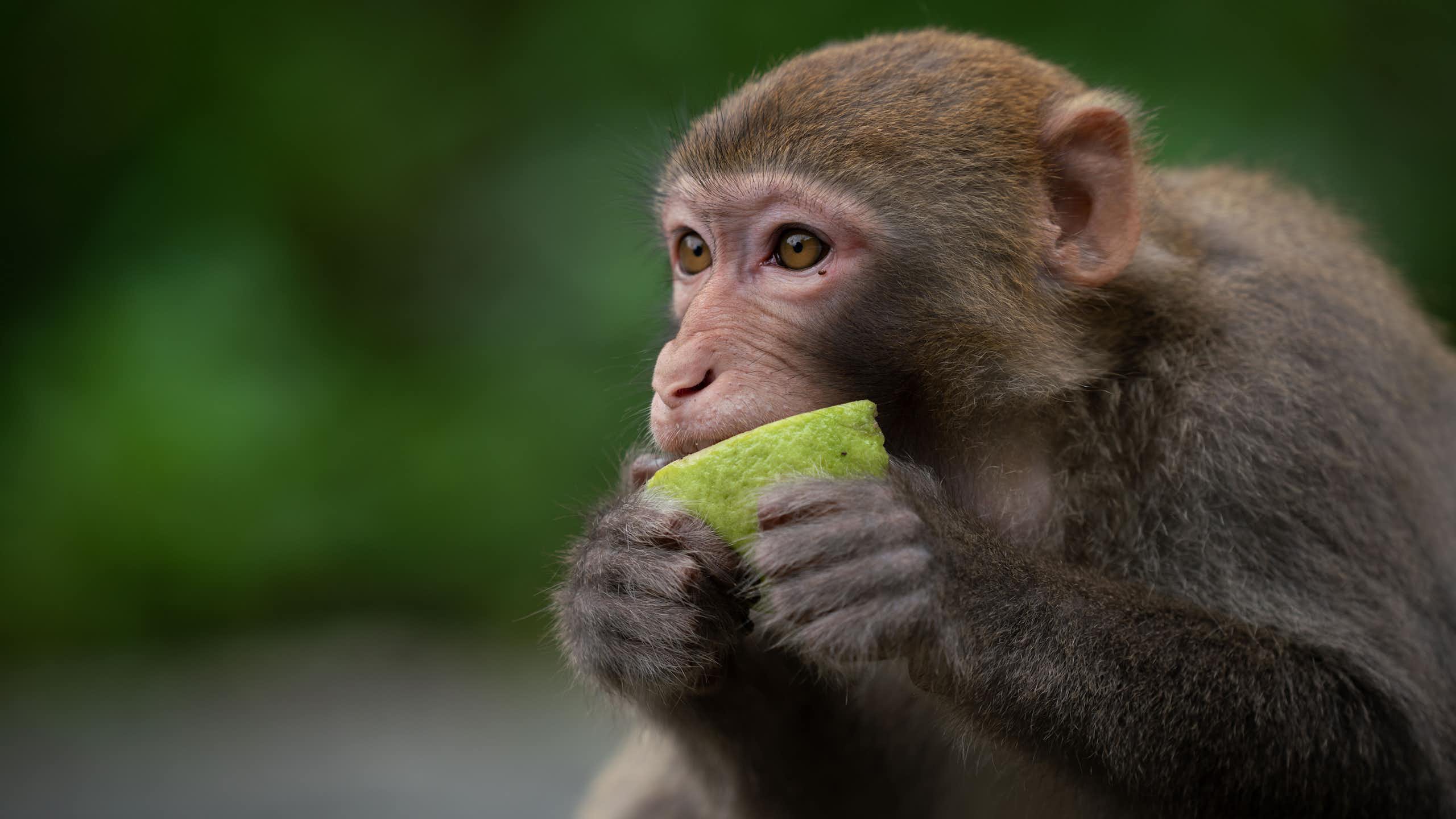 Un singe macaque rhésus en train de consommer un fruit.
