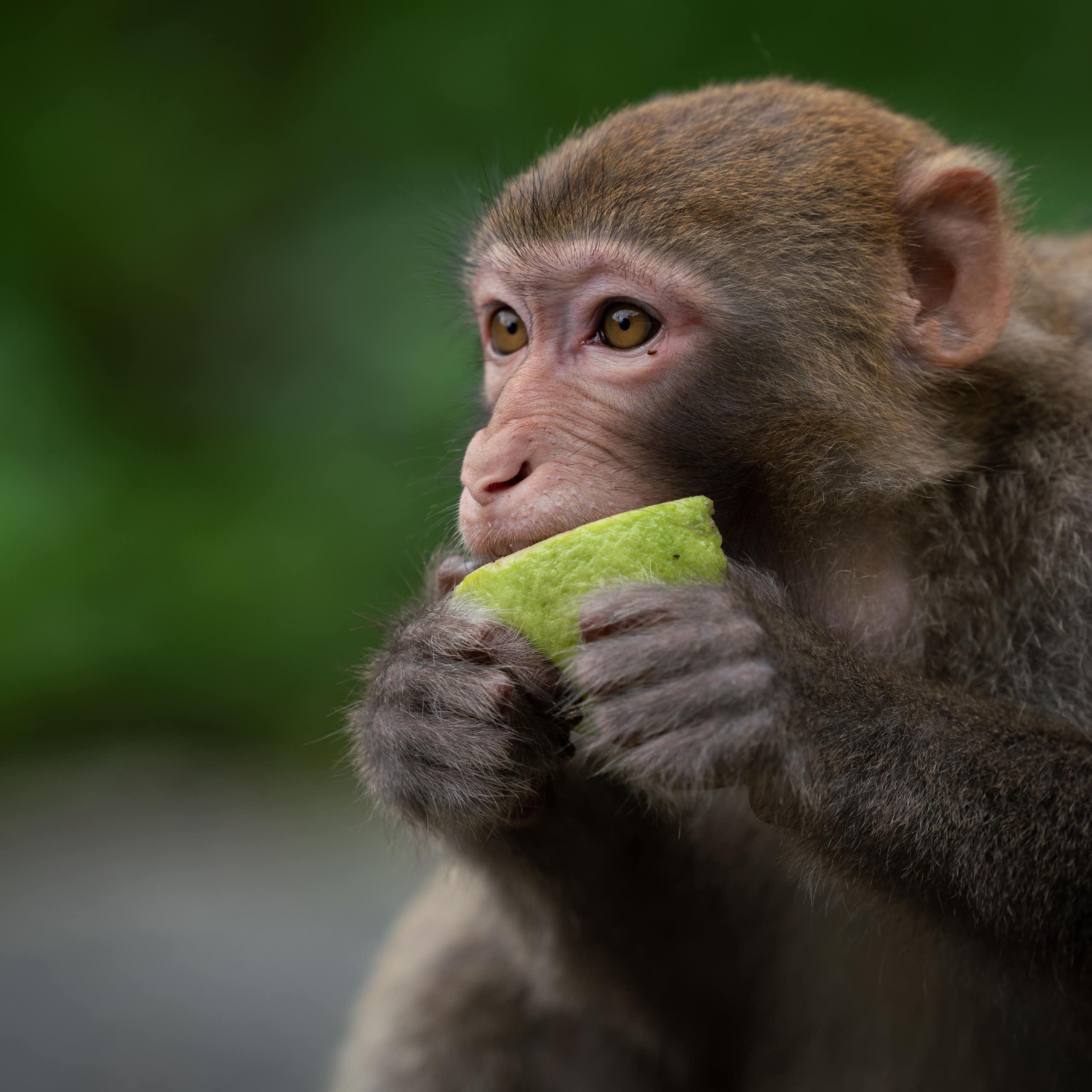 Un singe macaque rhésus en train de consommer un fruit.