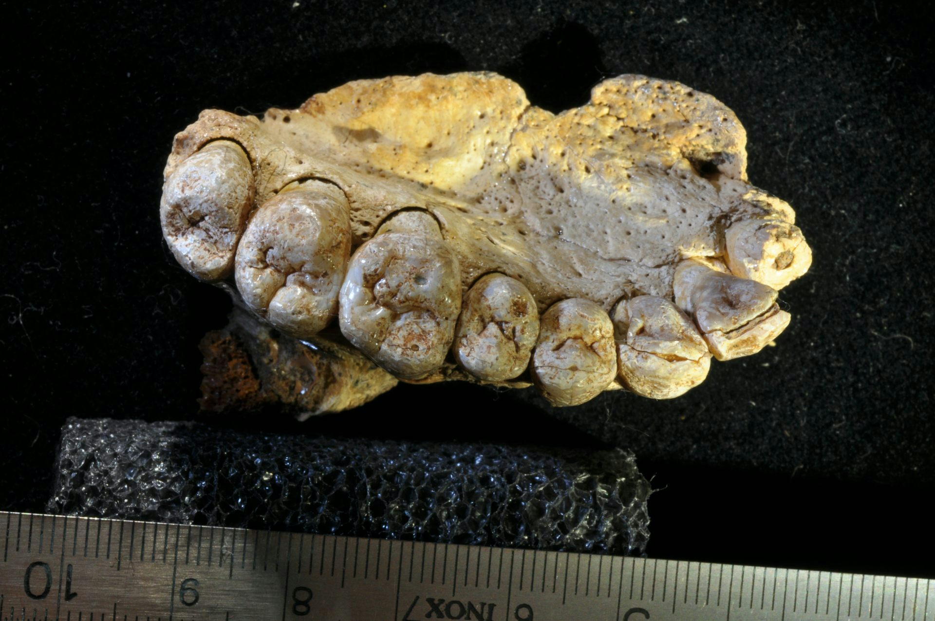 A yellowed bone with a series of teeth clearly visible.