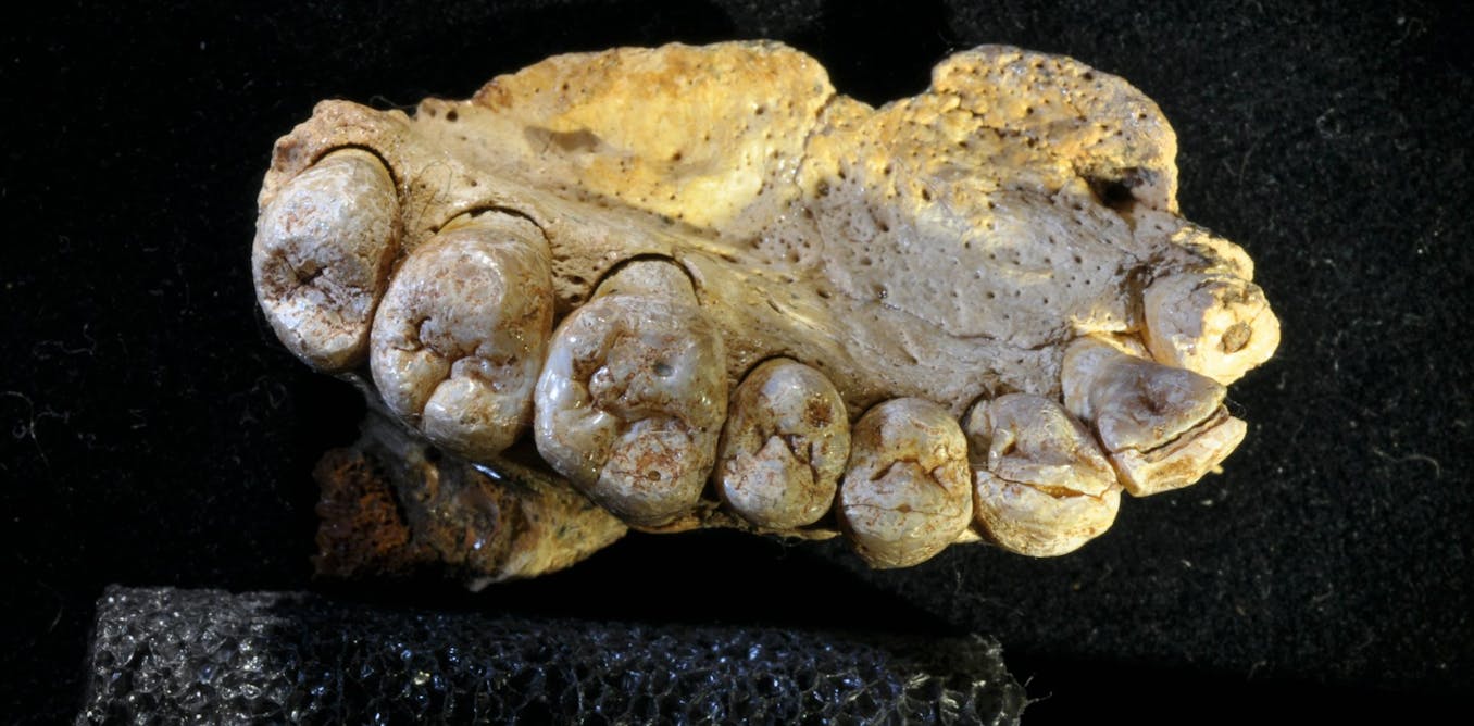 Los paleontólogos podrían estar dañando los fósiles con un método que se creía seguro