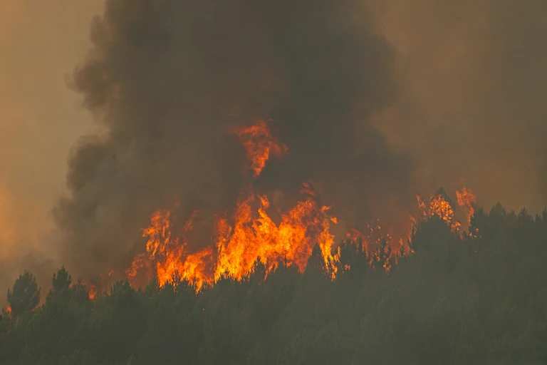 Pinos ardiendo