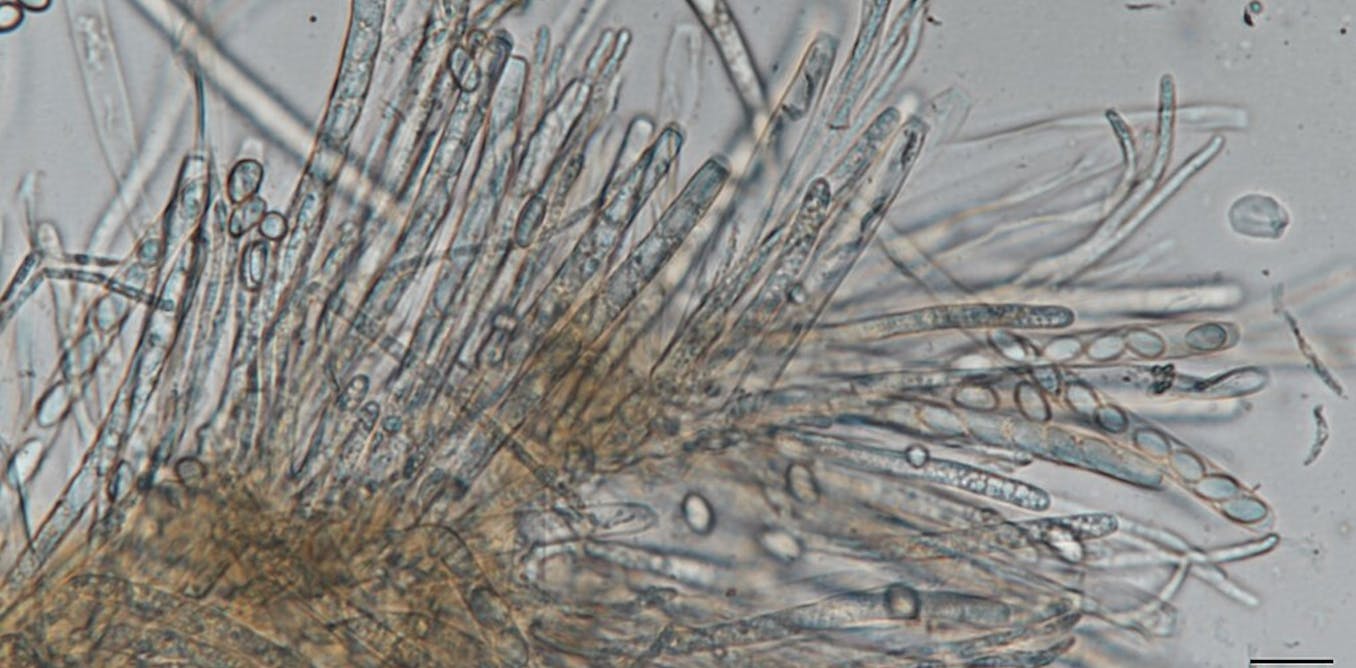 White mold fungi genome research image