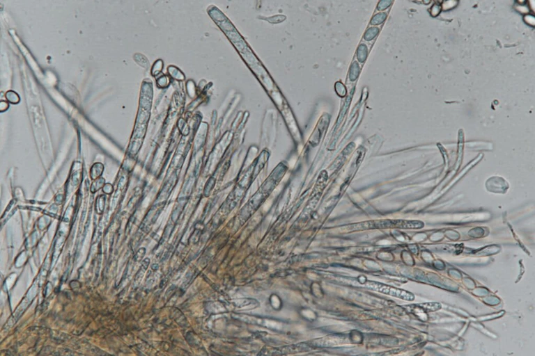 microscope image of long rod-like cells