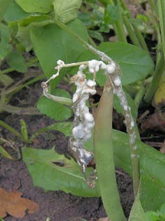 El molde blanco crece en la planta
