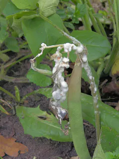 white mold growing on a plant