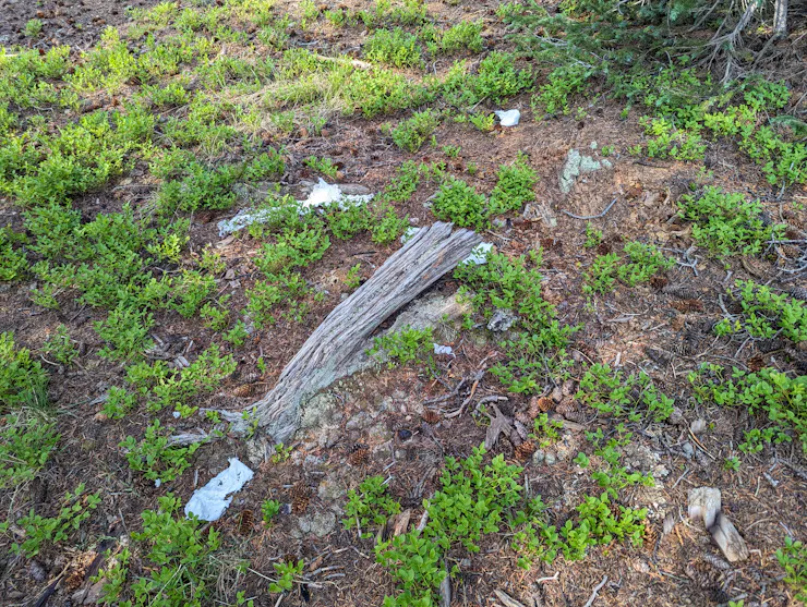 Used and tattered toilet paper is scattered throughout the forest floor near grasses, logs and sticks.