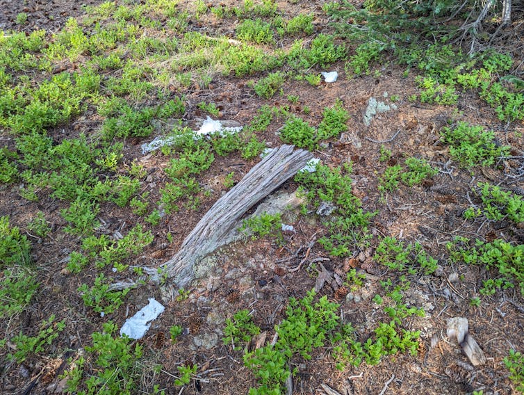 Used and tattered toilet paper is scattered throughout the forest floor near grasses, logs and sticks.