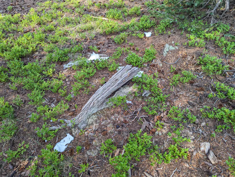 Used and tattered toilet paper is scattered throughout the forest floor near grasses, logs and sticks.