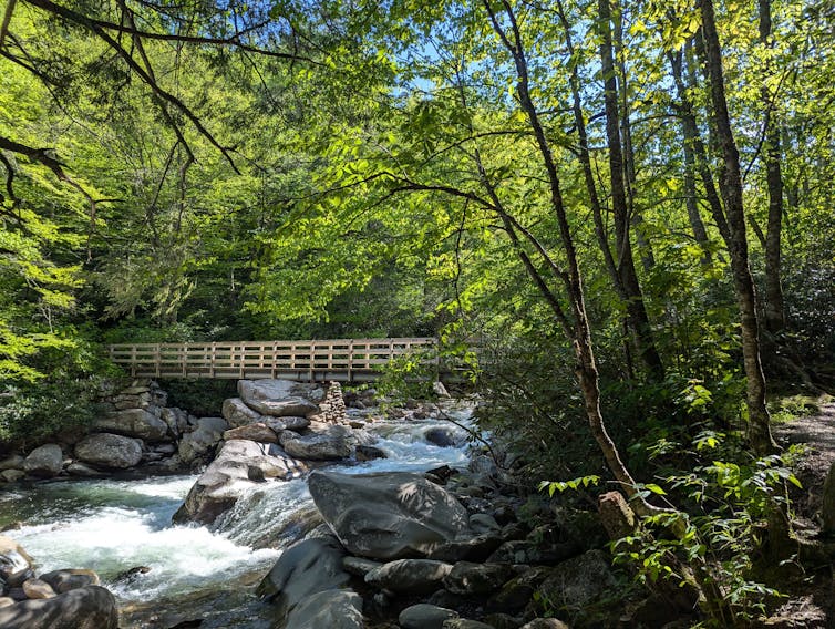 A raging river courses alongside a rocky shoreline within a verdant forest. A wooden bridge crosses over the water.