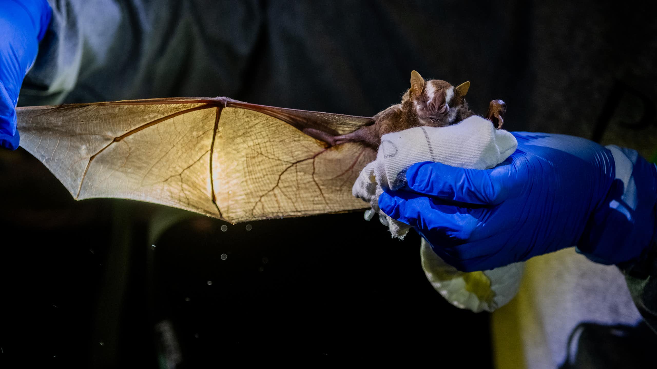 Estudo e proteção de morcegos contribui para ensinar população a conviver com seres fundamentais para a biodiversidade