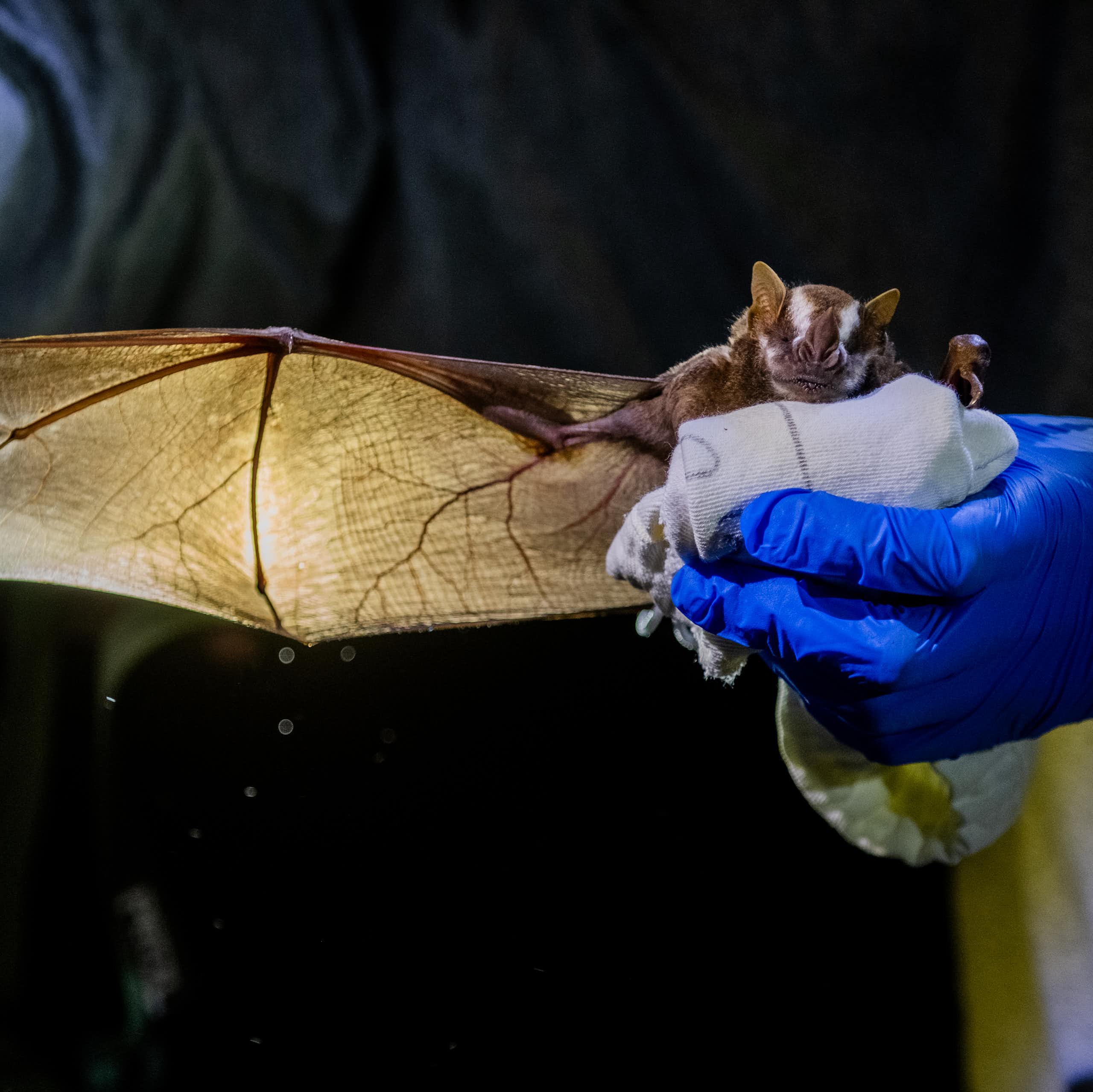 Estudo e proteção de morcegos contribui para ensinar população a conviver com seres fundamentais para a biodiversidade