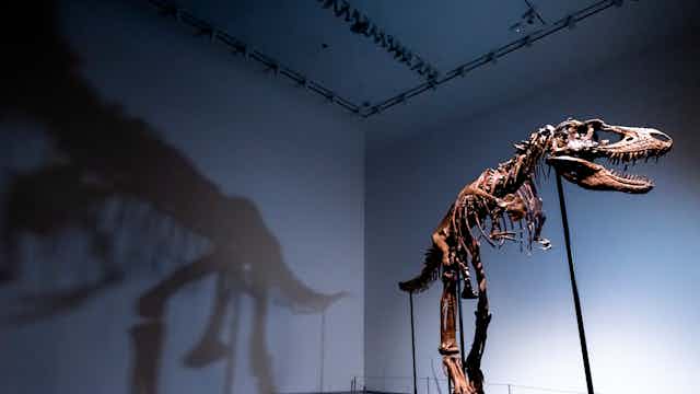 Fóssil de dinossauro em exibição