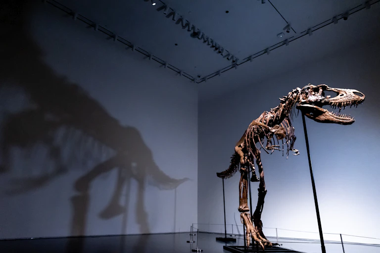 Fóssil de dinossauro em exibição
