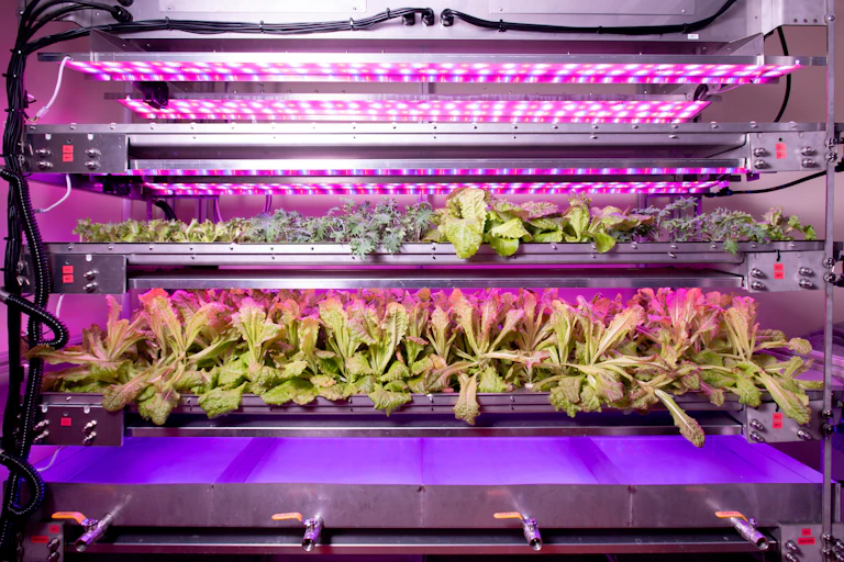 Several types of lettuce grown in purple lit plant trays in apparent lab setting.