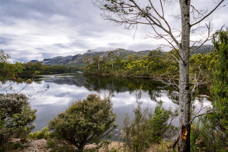 view of pristine lake in Tasmania, trees behind lake.