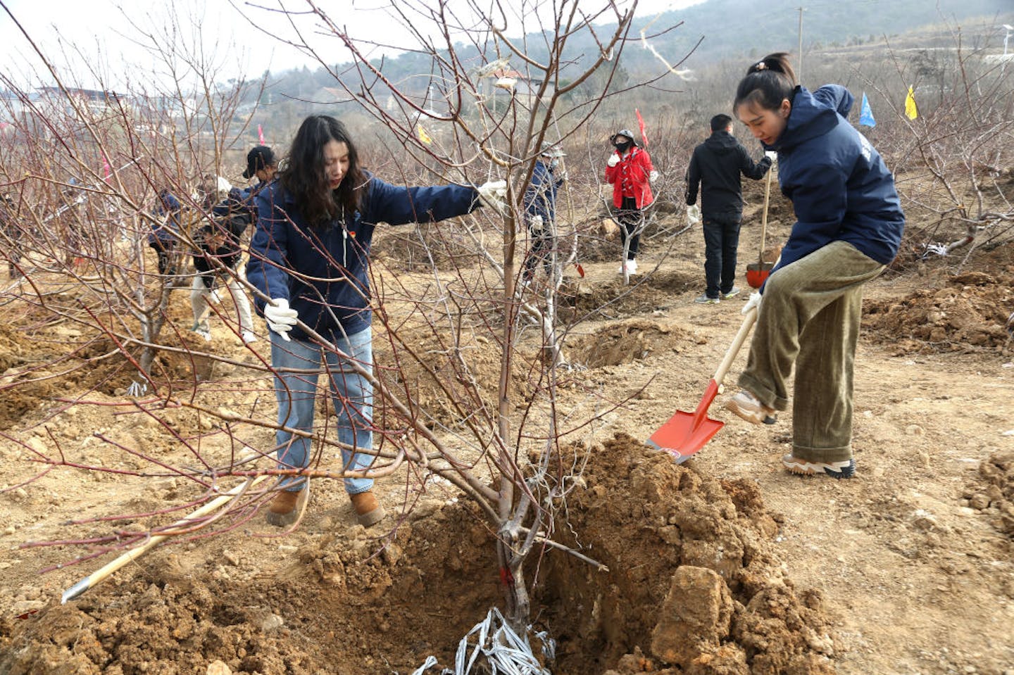 Volunteers plant trees on a hillside