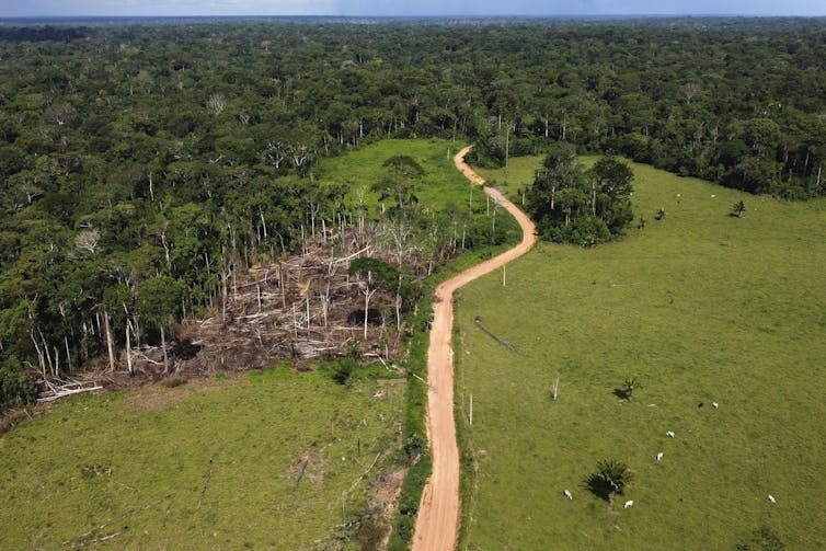 cleared land and forest with a road running through