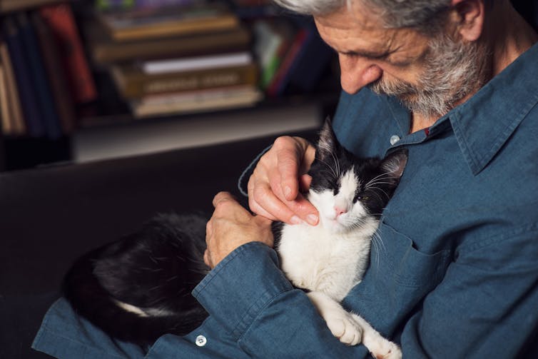 A black and white tuxedo cat lays on its owner's stomach while he pets it.