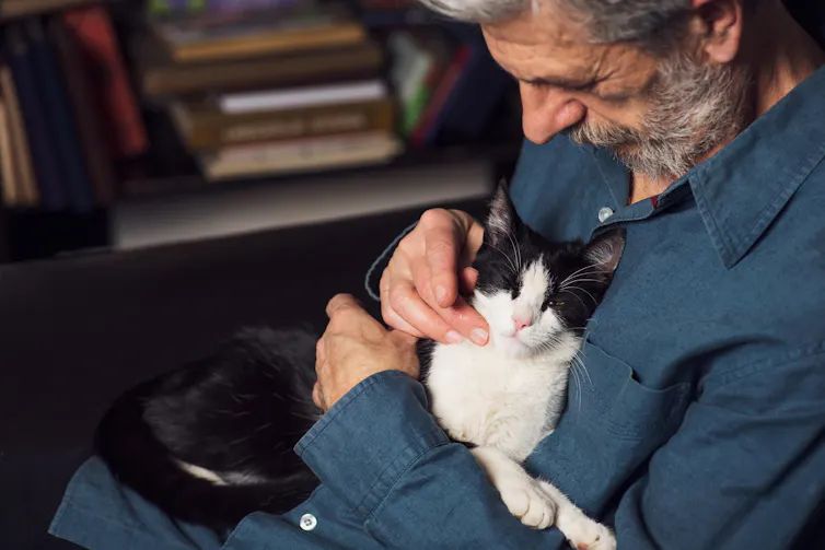 A black and white tuxedo cat lays on its owner's stomach while he pets it.