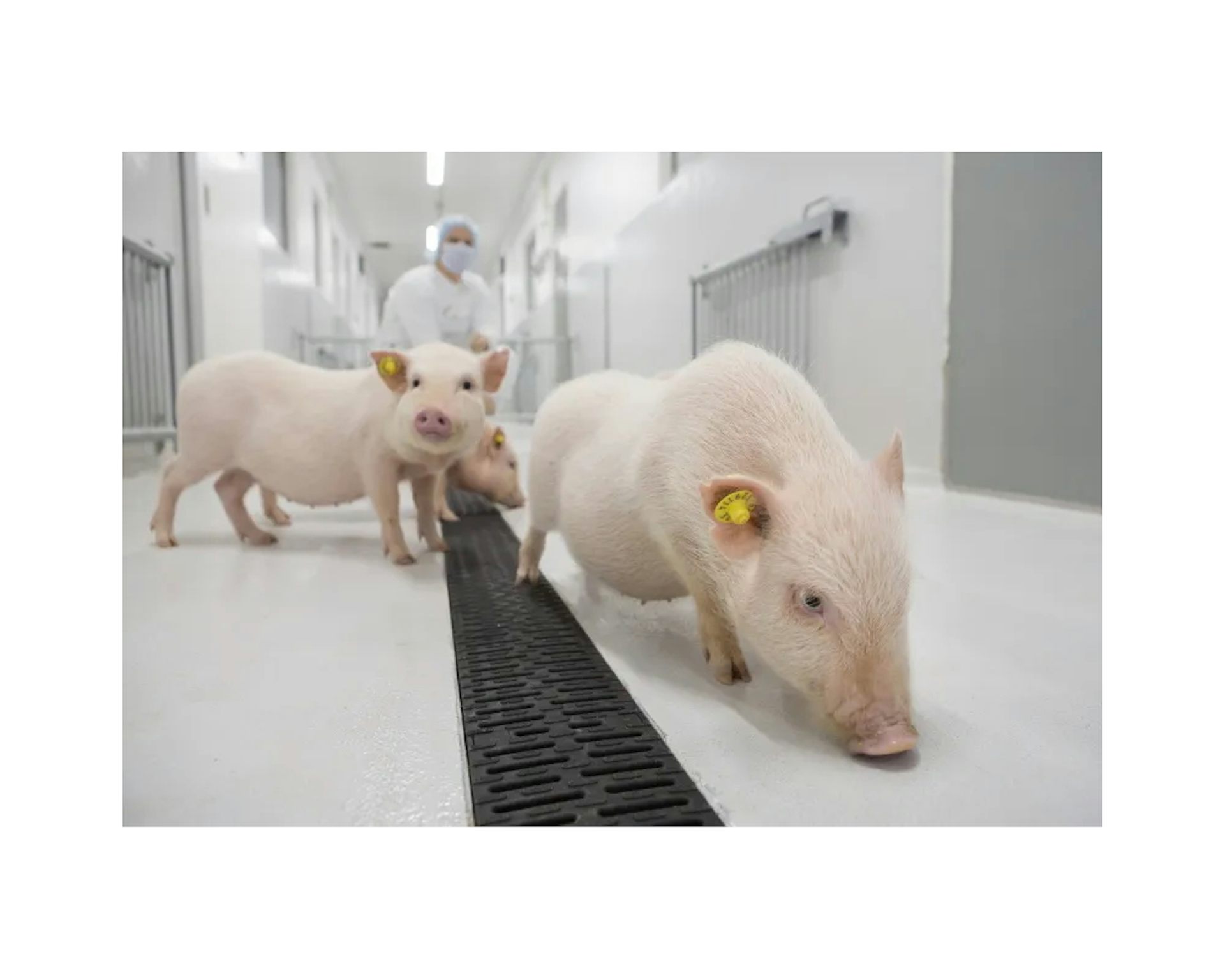 Tres cerdos pequeños en el suelo y una persona con mascarilla al fondo
