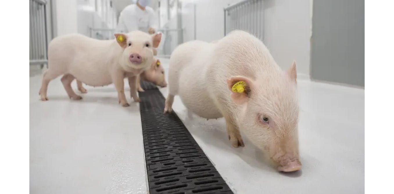 Un pulmón de cerdo trasplantado a un humano se suma a corazones, riñones e hígados en el avance de los xenotrasplantes