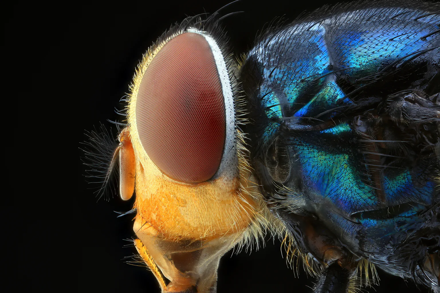 How a fly sees the world – and why understanding its vision can help ...