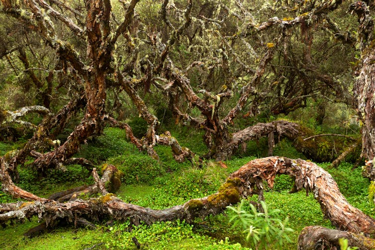 Gnarled, moss-covered trees.
