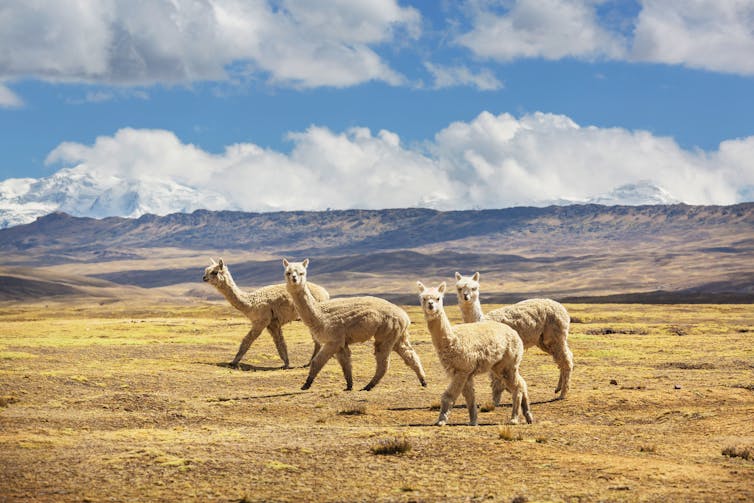 Alpaca