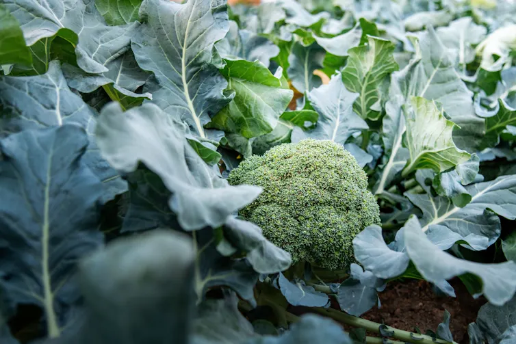 a head of brocolli growing on the plant
